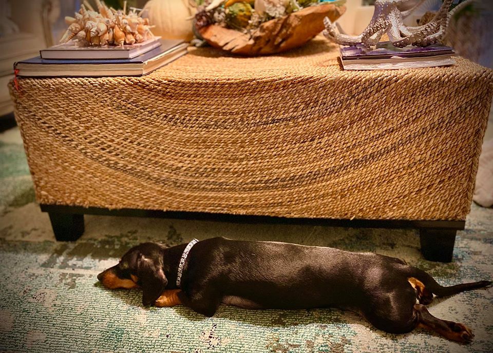 what do dachshund like to sleep on