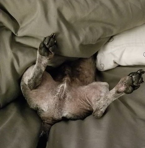 Top Funny Dachshund Sleeping Positions And What They Mean 6