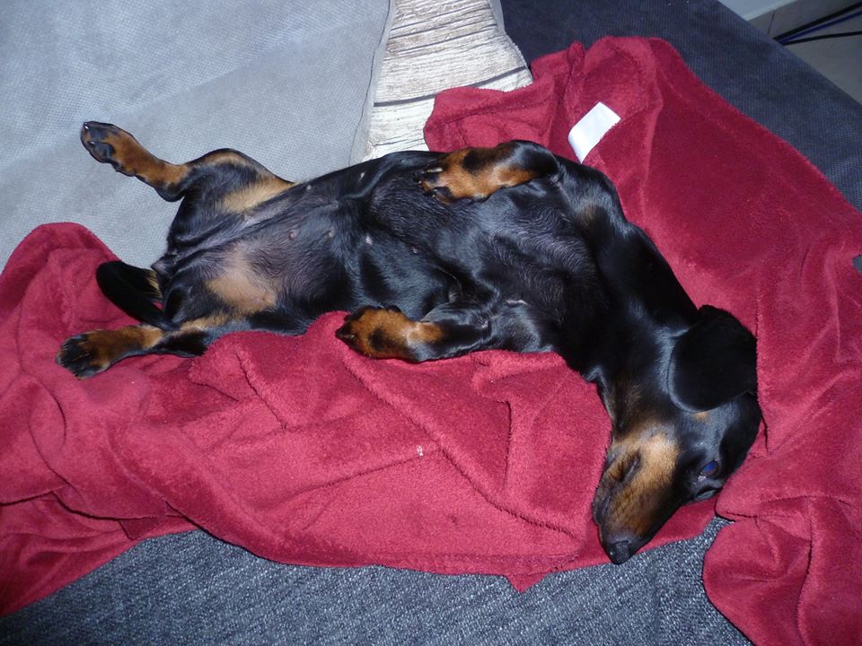 what do dachshund like to sleep on