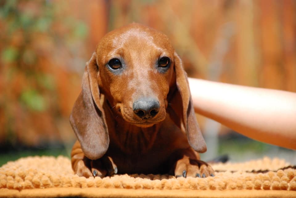 Feeding Your Dachshunds Properly 2