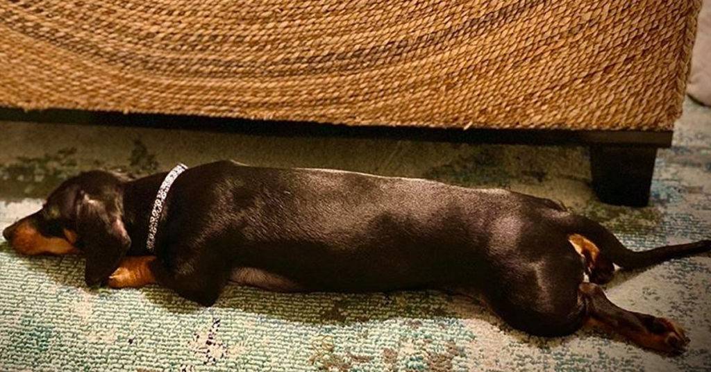 Top Funny Dachshund Sleeping Positions And What They Mean
