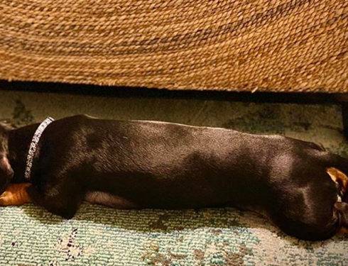 Top Funny Dachshund Sleeping Positions And What They Mean