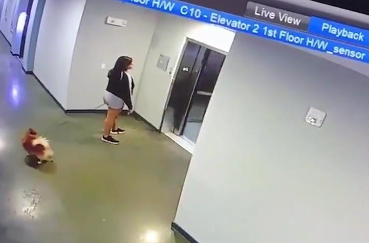A Superman Saves Dog After Leash Gets Caught In The Elevator