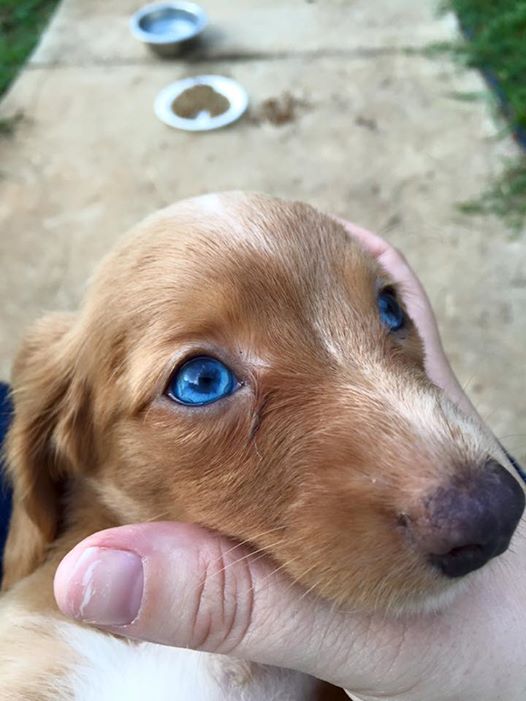 How A Dachshund Dog Defenses From Being Scolded 8