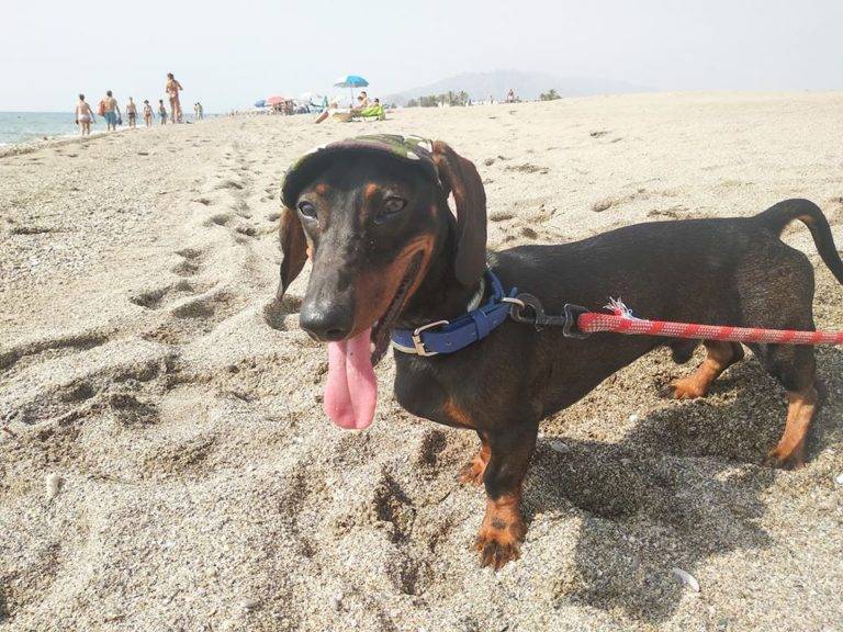 Why Dachshunds Are The Best Dogs? Dachshund Bonus