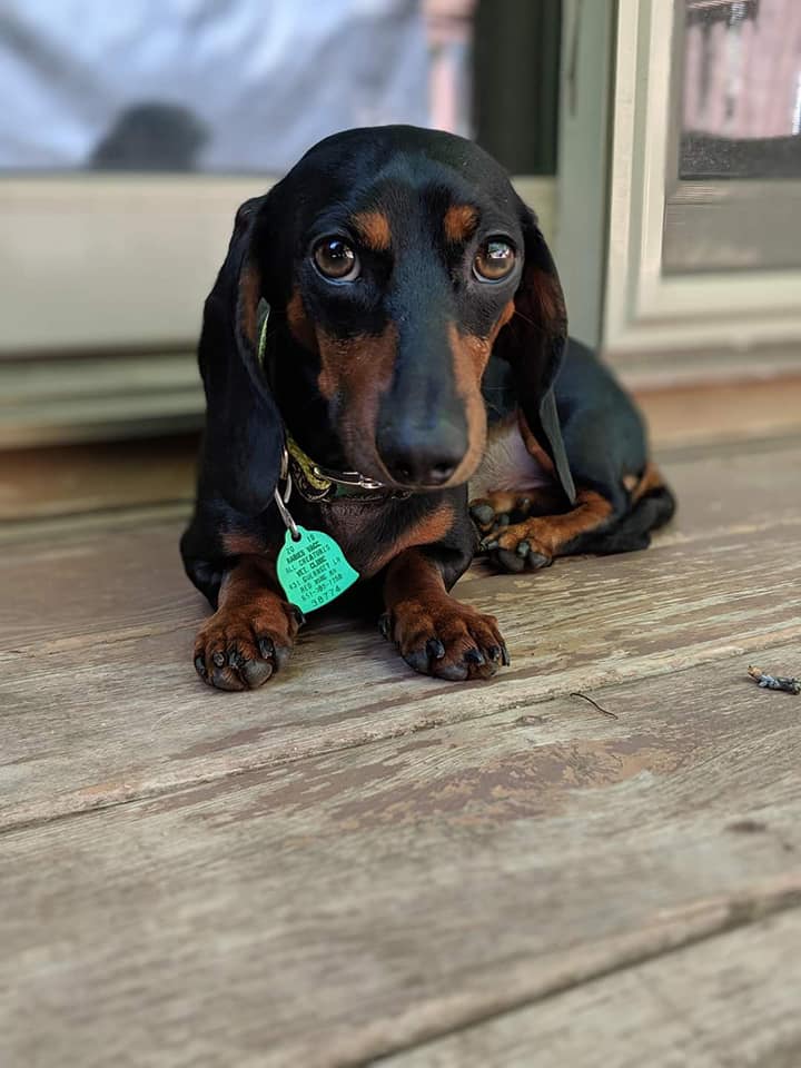 Why Dachshunds Are The Best Dogs 2