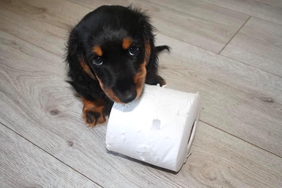 Why Dachshunds Are The Best Dogs 5