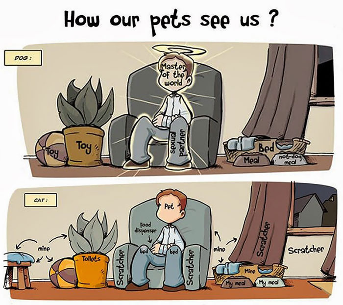 The Difference Between A Dog Person And A Cat Person That Only Insiders Understand 16