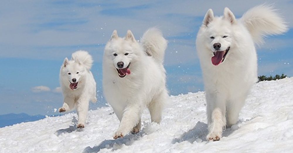 Top The Most Beautiful And Cutest Dogs In The World