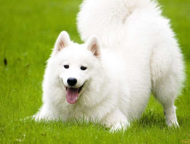 A Lovely Samoyed Dog