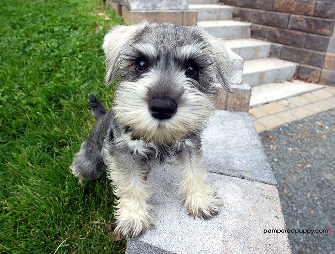 Miniature Schnauzer dog