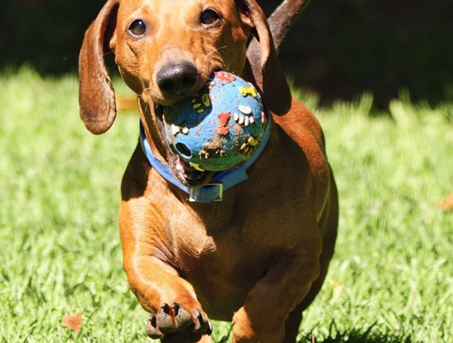 Dachshunds the cutest dogs