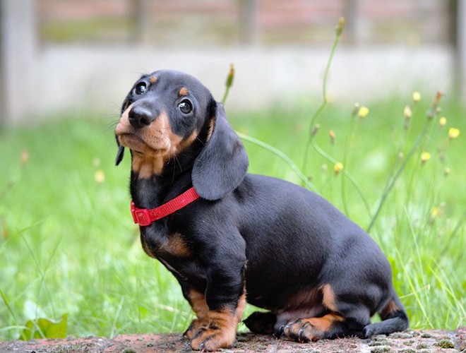 A lovely dachshund dog