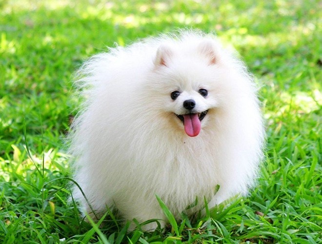 Pomeranian dog