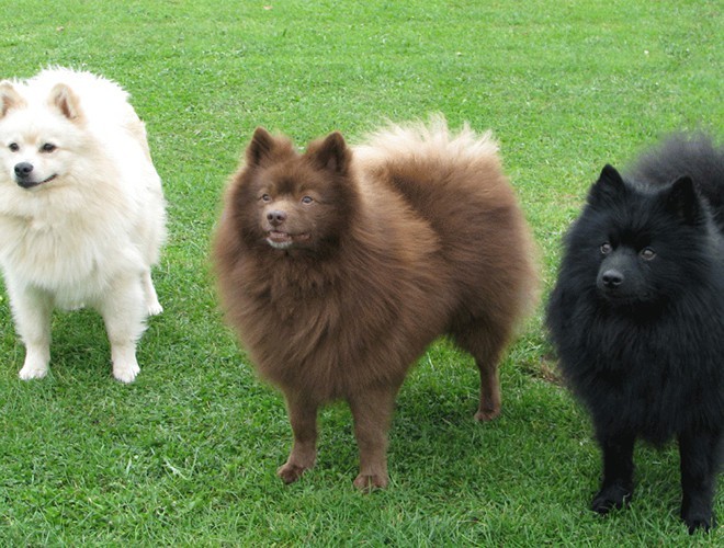 The cutest Spitz  dogs