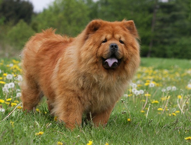 Chow Chow dog