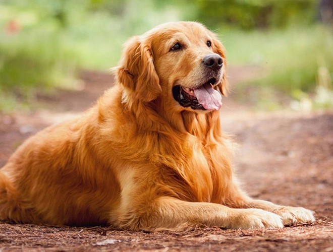 A Cute Golden Retriever Dog