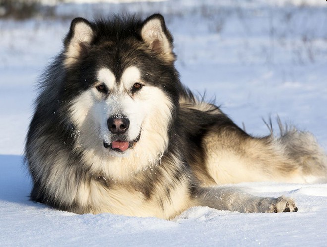 Alaska  dog