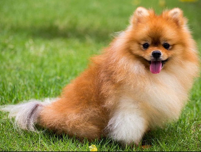 Pomeranian dog