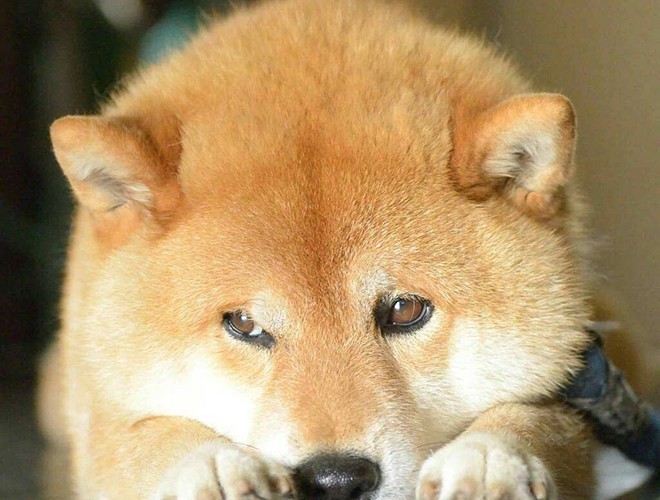 A Shy Shiba dog