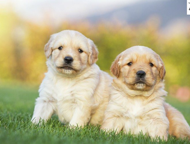 Golden Retriever Dogs