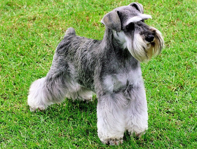 A lovely Miniature Schnauzer dog