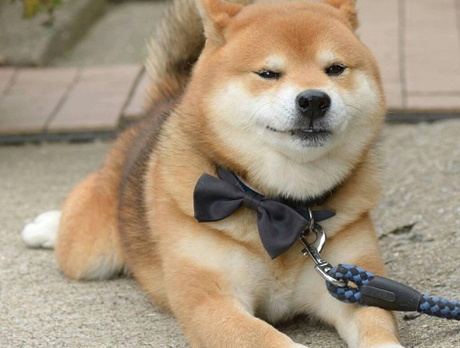 Shiba dog