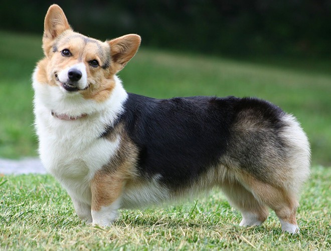 Corgi dog