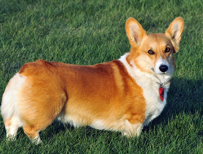 Corgi The Cutest Dog