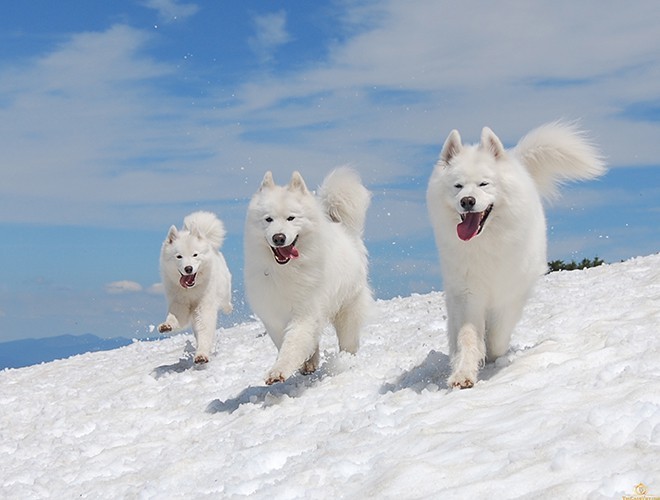 Samoyed  dogs