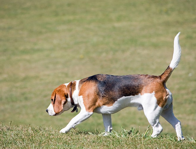 Beagle dog