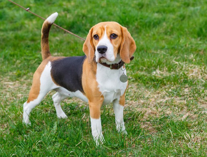 Beagle dog