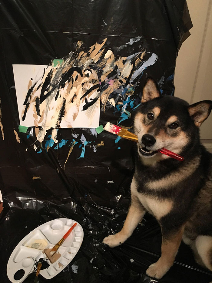A Shiba Dog Can Paint And Help His Owner Earn $5,000 