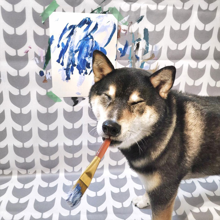 A Shiba Dog Can Paint And Help His Owner Earn $5,000 4