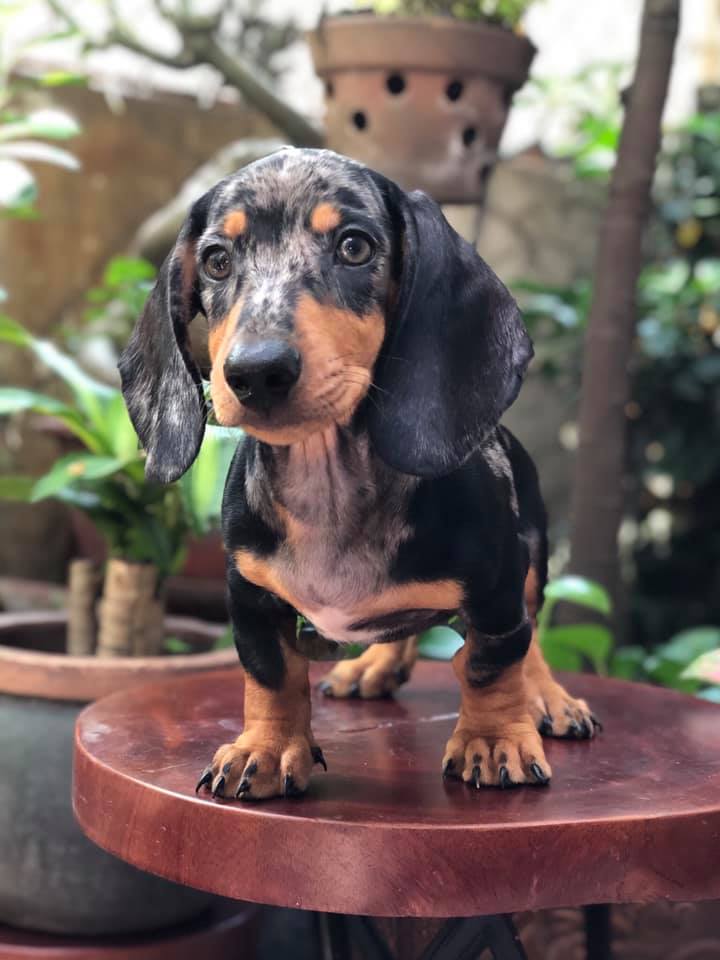 are dachshunds intelligent dogs