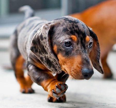 Are Dachshund Dogs Smart? 2