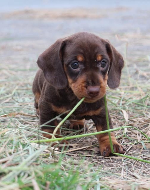 Are Dachshund Dogs Smart? 1