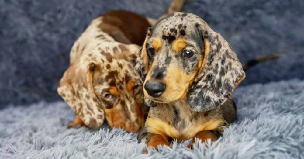 Are Dachshund Dogs Smart?