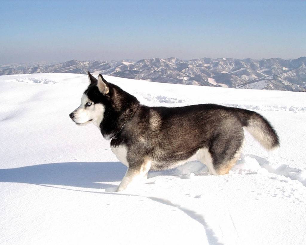 Husky Siberian Dogs