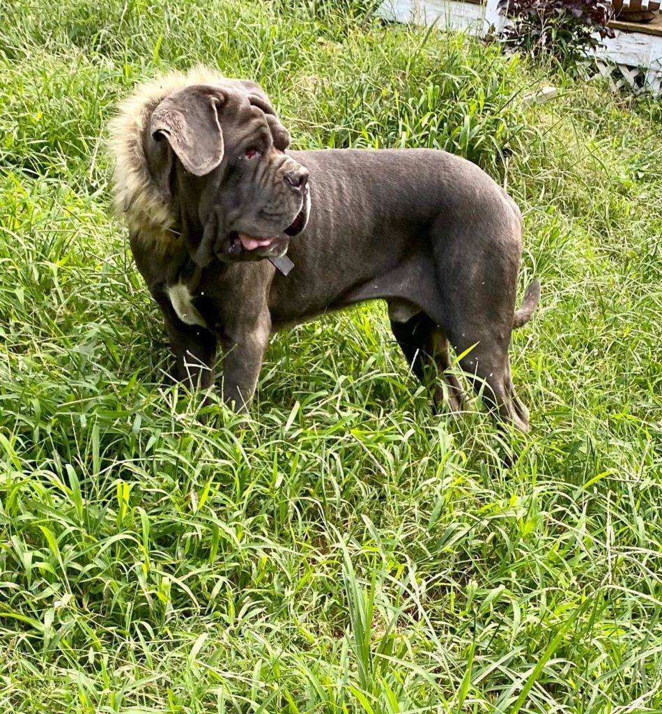 Neapolitan Mastiff