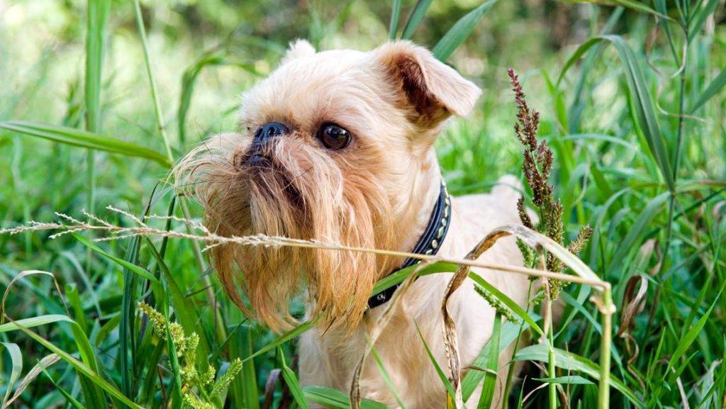 Brussels Griffon Dog