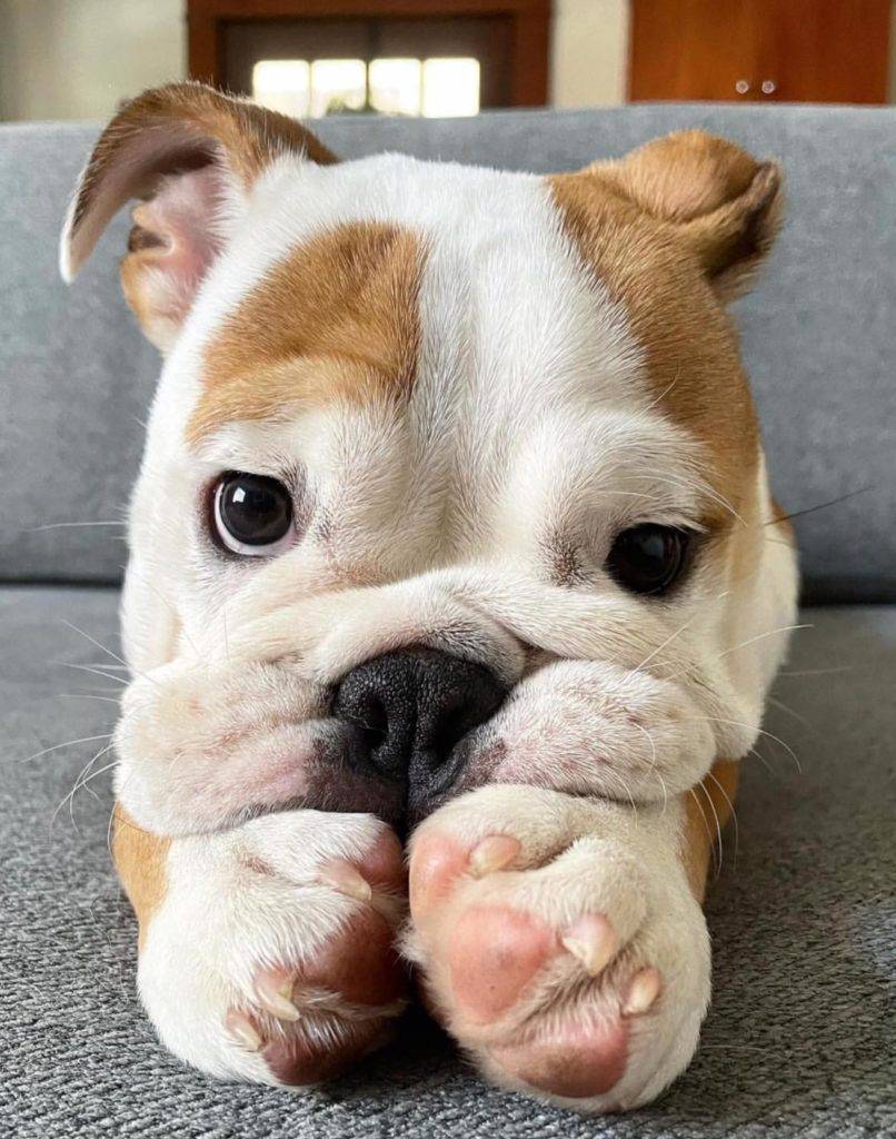 English Bulldog