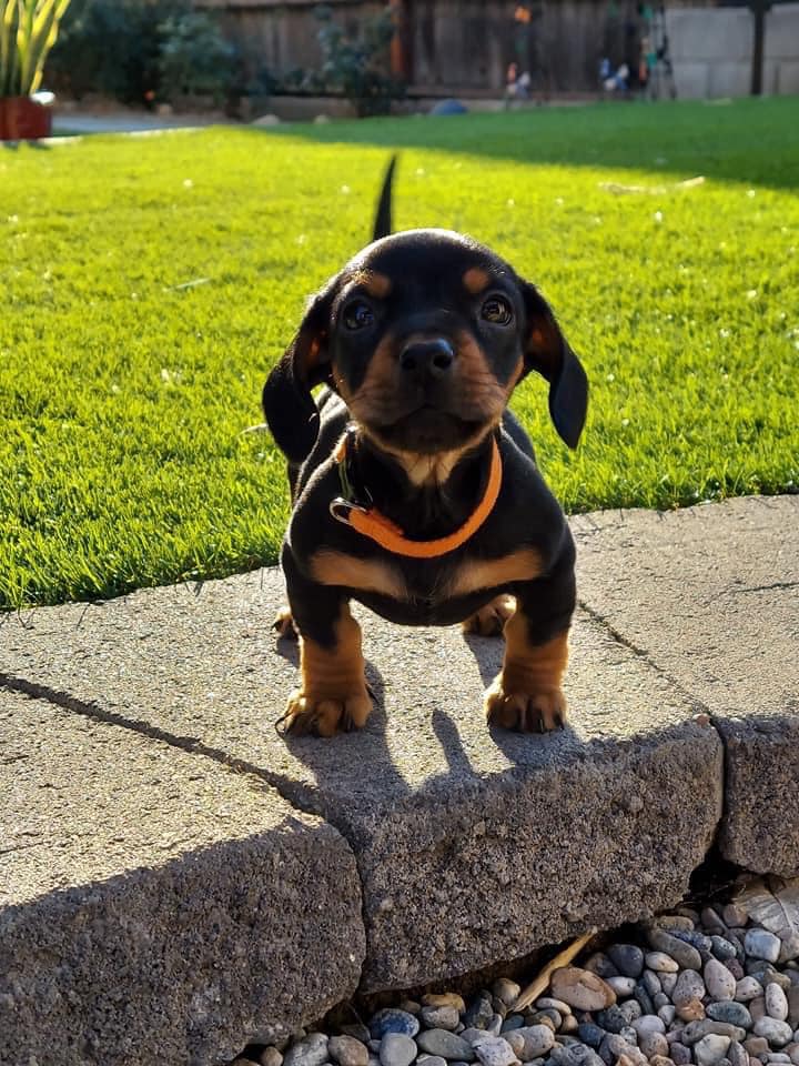 Funny dachshund dog