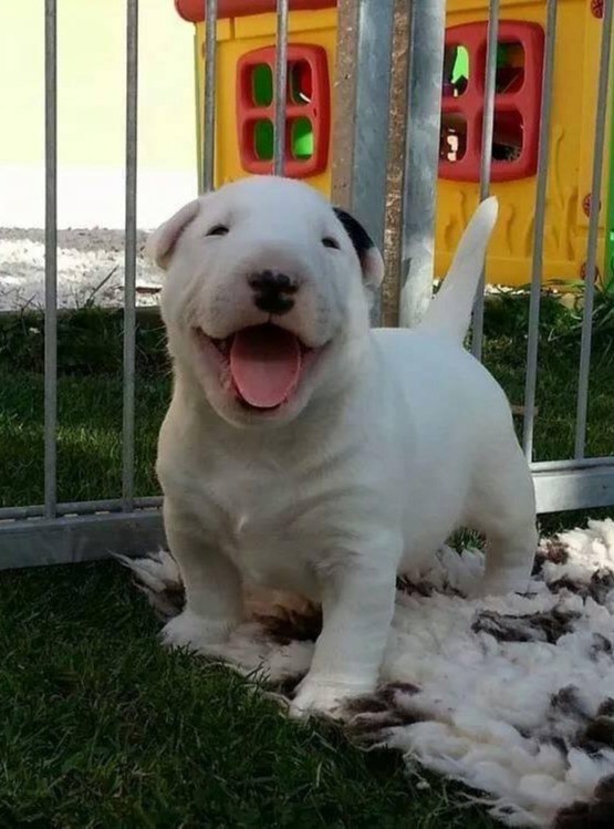 Bull Terrier Dog