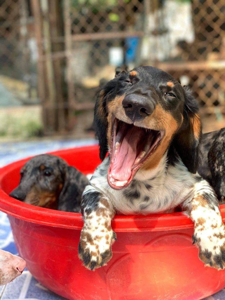 Funny dachshund dog
