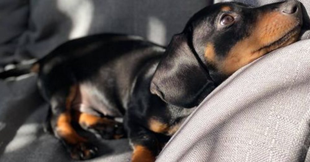 Top Funniest Dog Breeds In The World - Dachshund Bonus