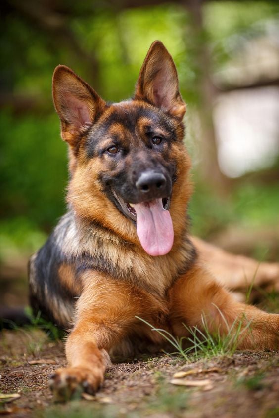 Top 10 smartest dog breeds - German Shepherd