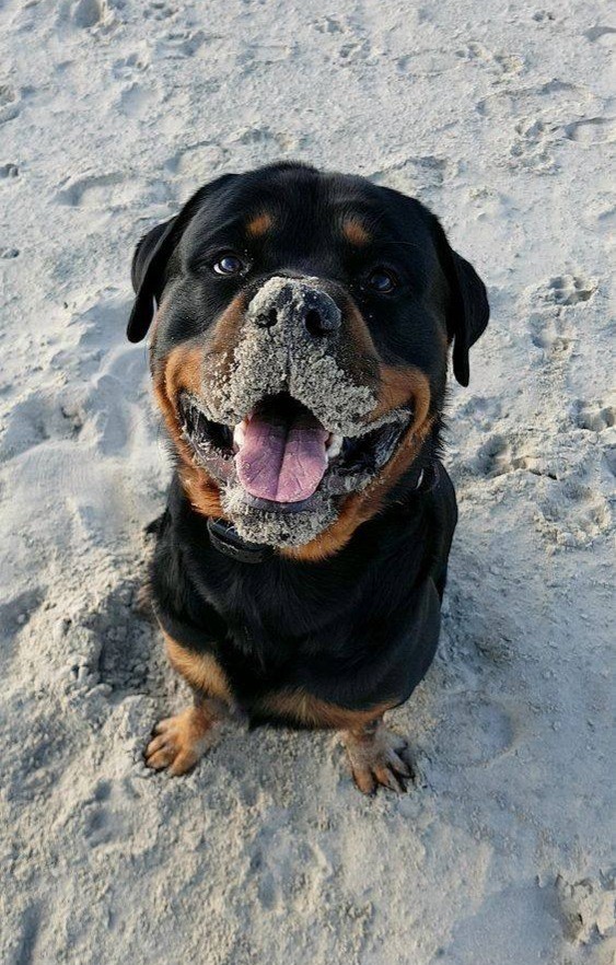 Top 10 smartest dog breeds - Rottweiler