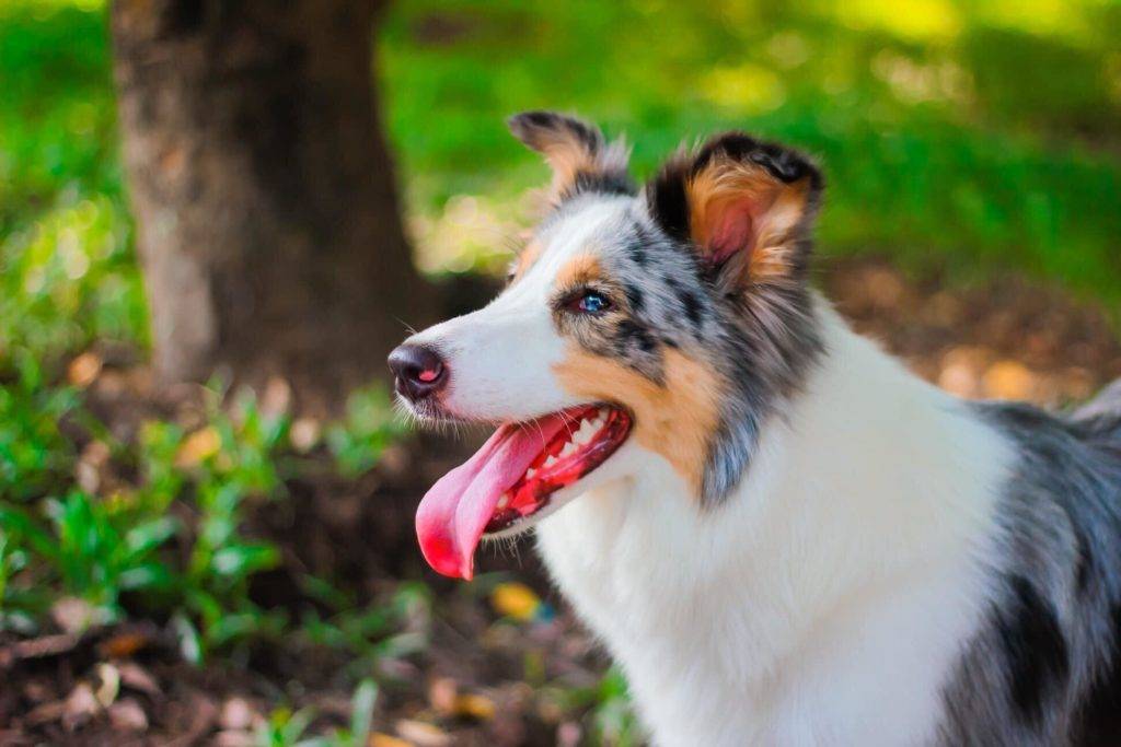 Top 10 smartest dog breeds - Border Collie