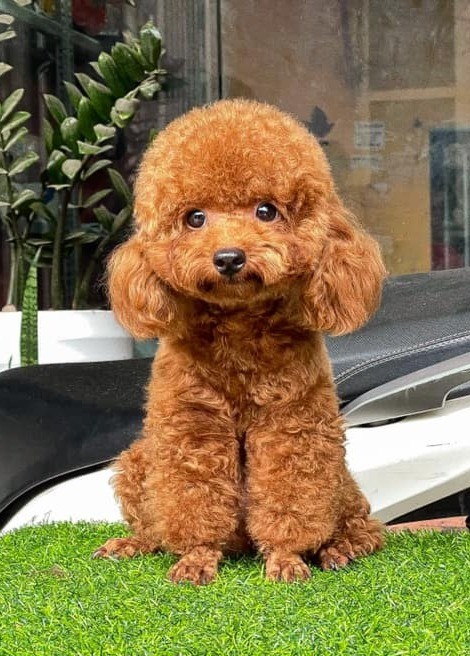 Top 10 smartest dog breeds - Poodle